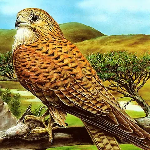 Birds of Prey Puzzle